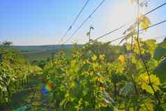 葡萄园春天太阳耀斑葡萄园景观葡萄园行南摩拉维亚捷克共和国