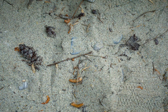 干叶子分支机构脚标志着沙子