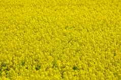 盛开的黄色的油菜籽场