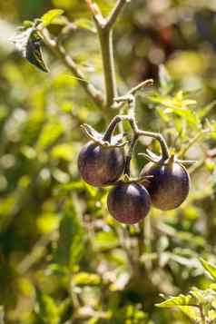 樱桃西红柿被称为吻了蓝精灵紫色的番茄
