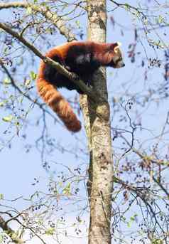 红色的熊猫高树