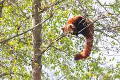 红色的熊猫高树