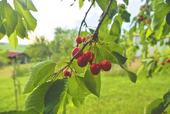 <strong>樱桃</strong>树成熟的<strong>樱桃樱桃</strong>挂<strong>樱桃</strong>树分支