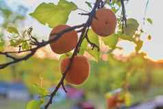 杏子杏树夏天水果成熟的杏子树分支关闭视图杏子金小时