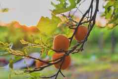 杏子杏树夏天水果成熟的杏子树分支关闭视图杏子金小时