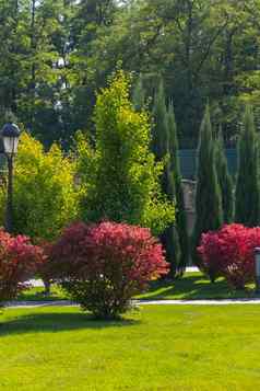 和谐结合颜色公园类型种植灌木树绿化绿色草坪上