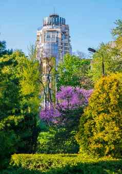 高现代高层建筑背景开花树绿色灌木