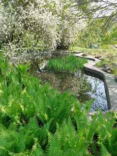 小池塘混凝土路径白色淡紫色花朵