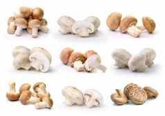 食用香草蘑菇香菇蘑菇孤立的白色