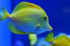 黄色的鱼媒介大小的纯蓝色的水