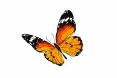 美丽的君主蝴蝶孤立的白色背景现实的手画插图昆虫集合