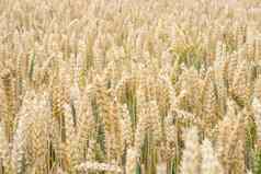 小麦场金耳朵小麦场背景