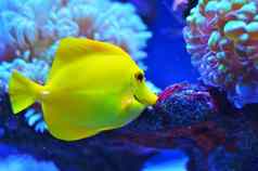 明亮的黄色的鱼媒介大小浮动石头