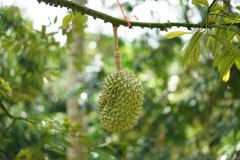 榴莲很荣幸王<strong>水果水果</strong>种植密友