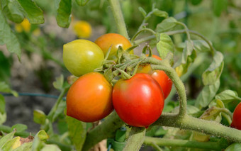 红色的警报西红柿成熟布什番茄植物