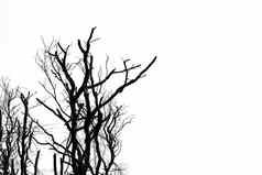 轮廓死树孤立的白色背景可怕的死亡绝望的绝望和平概念