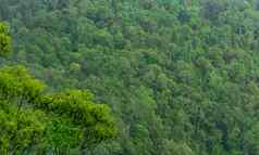 美丽的热带森林背景生态系统健康的环境概念