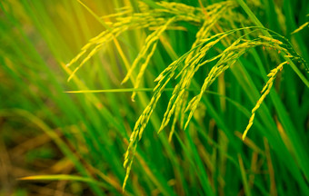特写镜头大米帕迪大米字段大米种植园泰国有机大米农场亚洲农业背景主要菜泰国人自然源碳水化合物有机食物
