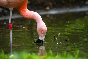 粉红色的<strong>火烈鸟</strong>喝水池塘