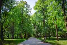 美丽的小巷绿色树瓦津基公园华沙帕拉