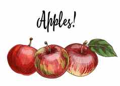 美味的红色的苹果孤立的白色背景秋天收获集合插图