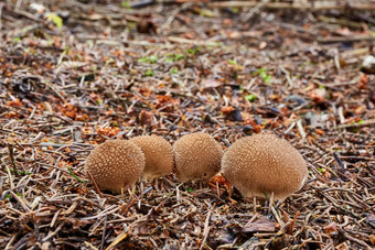 Lycoperdon黑鬼自然环境