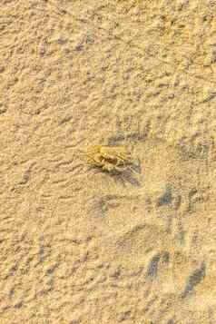 小鬼蟹沙子蟹卵形目Ocypode白色沙子beac