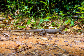 瓦兰蜥蜴KhlongPhanom国家公园<strong>易拉罐</strong>Phang-nga
