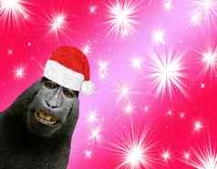 非常滑稽的有趣的黑猩猩猴子微笑穿圣诞老人老人他孤立的红色的圣诞节背景闪亮的星星