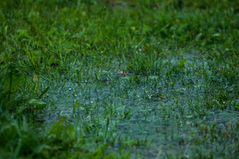 夏天雨雨滴草地