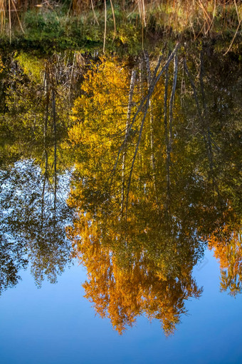 秋天景观色彩斑斓的树反射河