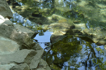 杂草丛生的淤泥莫斯石头绿色水池塘杂草丛生的公园夏天阳光明媚的一天