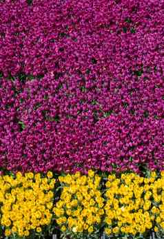 色彩斑斓的郁金香花背景花园
