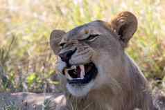 狮子鬃毛博茨瓦纳非洲Safari野生动物
