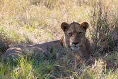 狮子鬃毛博茨瓦纳非洲Safari野生动物