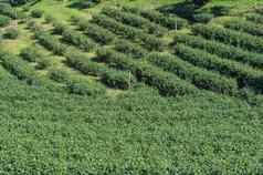 景观茶植物场