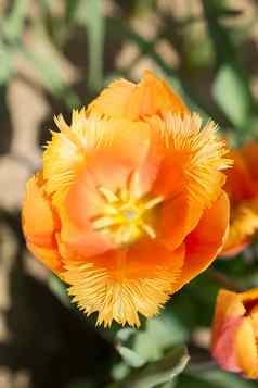 色彩斑斓的新鲜的郁金香花布鲁姆花园