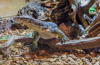 亚洲水监控蜥蜴坚持舌头站分支有毒的爬行动物亚洲