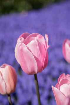 色彩斑斓的郁金香花布鲁姆花园
