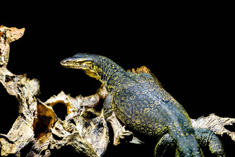 常见的水监控孤立的黑色的背景大热带蜥蜴亚洲
