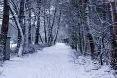 荷兰冬天森林景观森林路树覆盖白色雪雪天气欧洲景观风景森林