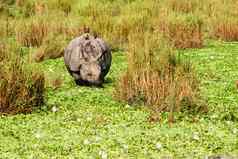 少年更大的独角犀牛犀牛独角兽奇旺国家公园尼泊尔独角犀牛犀牛独角兽发现卡齐兰加国家公园印度