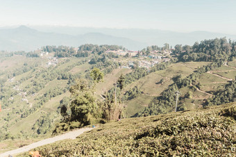 救援景观茶种植园库奇舞贝哈尔茶花园西孟加拉位于山麓<strong>大吉</strong>岭山北孟加拉吸引了人世界