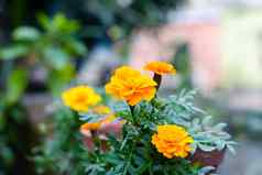 黄色的橙色金盏花花万寿菊属常年草本植物向日葵家庭自然花朵金橙色黄色的白色颜色栗色突出了