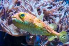 色彩斑斓的橙色黄色的绿色河豚普特鱼