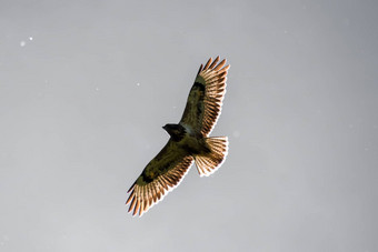 鹰卑鄙的小人猎鹰飞行太阳闪亮的翅膀