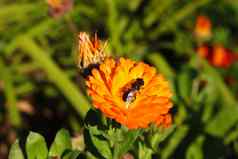 花束花蜜蜂飞甜蜜的花蜜花粉