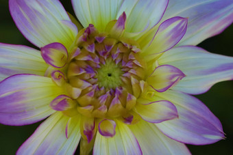 细节白色黄色的紫色的大丽花宏关闭<strong>摄影照片</strong>颜色强调纹理对比摘要错综复杂的花模式