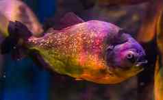 红色的大肚子的水虎鱼色彩斑斓的鱼金闪光的尺度热带鱼亚马逊盆地南美国
