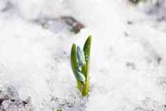 春天花雪花莲水滴春天森林